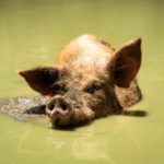 hog philippines