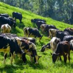 cattle grazing in india