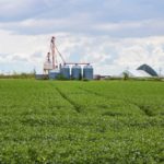 manitoba soybeans
