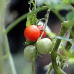 mexico tomatoes
