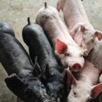 china piglets