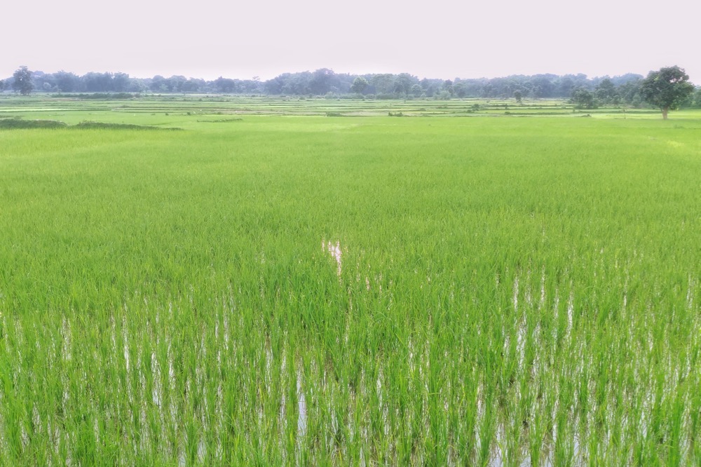 india crops