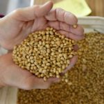 north dakota soybeans