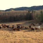 cattle on rangeland