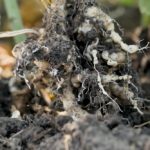 clubroot canola