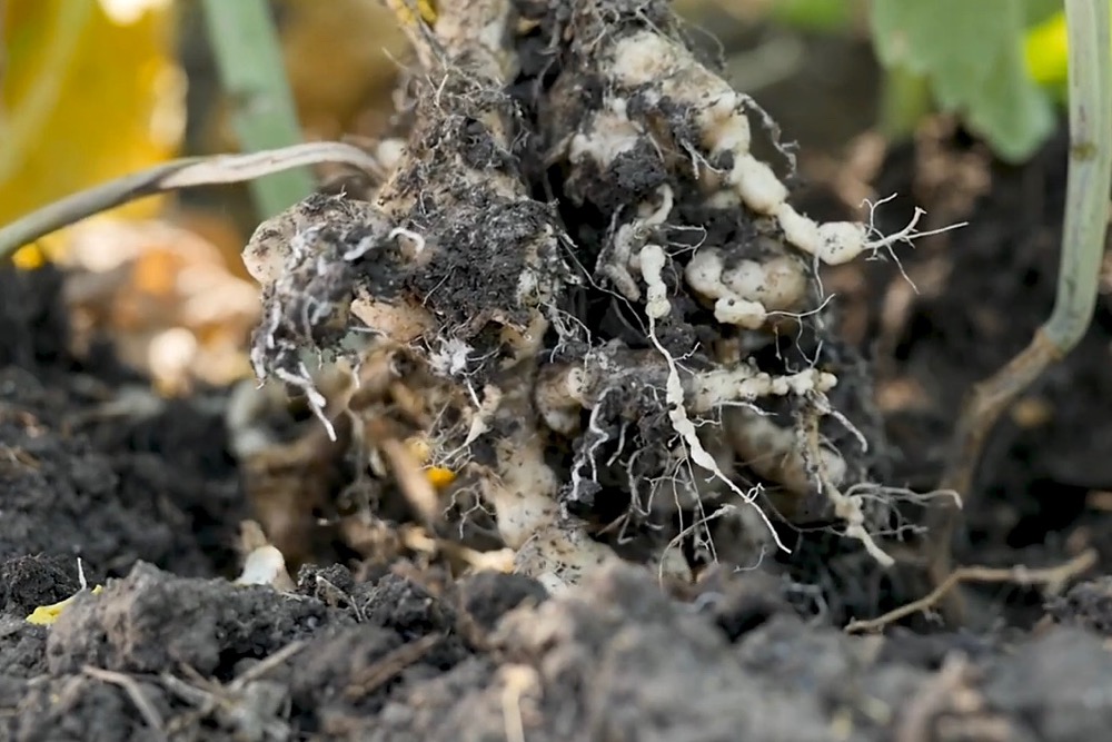 clubroot canola