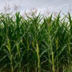 manitoba corn