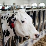 dairy cow in canada