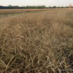 canola swaths