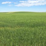 idaho durum