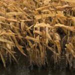 manitoba corn 2019