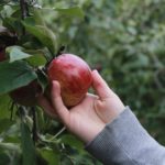 File photo of apple picking in a Quebec orchard.