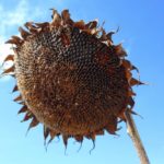 sunflower head