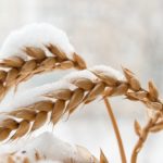 wheat in snow