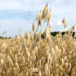 Oats