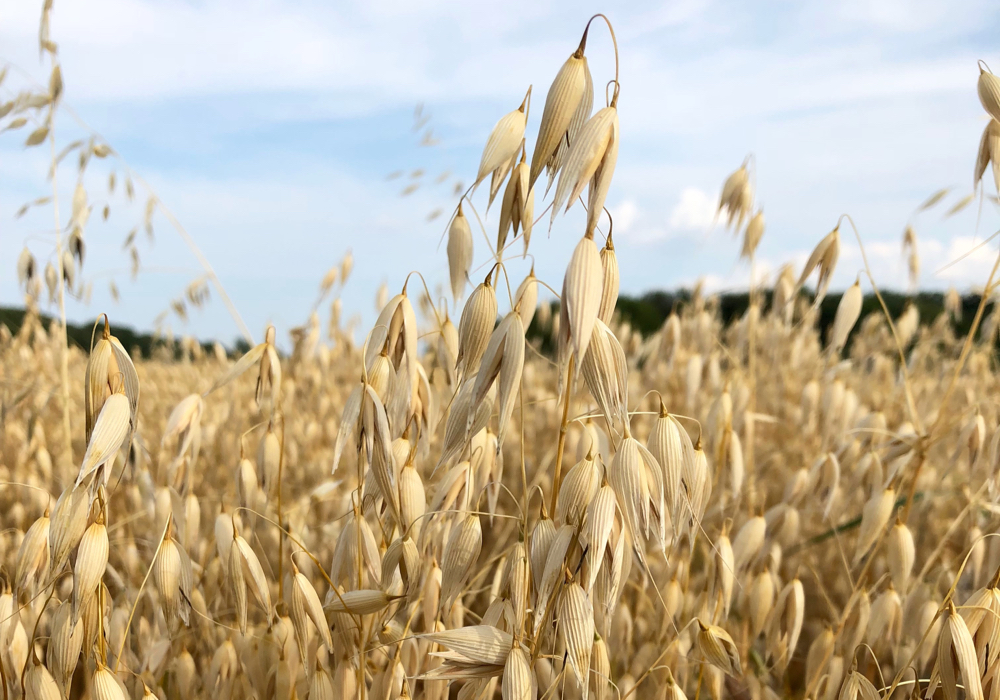 Oats Values Hold Steady At Harvest AgCanada
