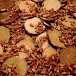 cash wheat