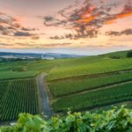 champagne vineyard