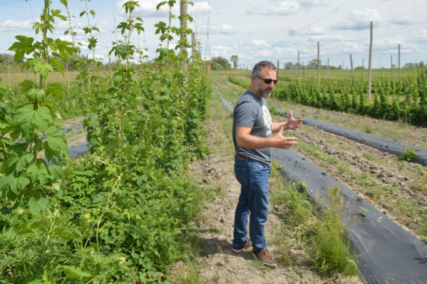 farmery hops