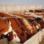 feedlot