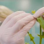 corteva canola breeding