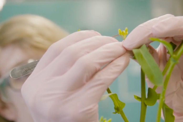 corteva canola breeding