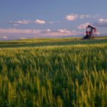 alberta wheat