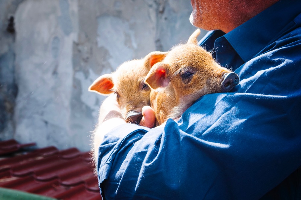poland piglets