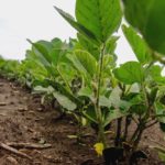 argentina soybeans