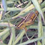 manitoba grasshopper