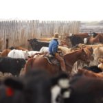 Canadian cattle in a feedlot with a cowboy in the background.