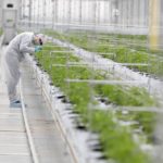 tilray cannabis greenhouse, portugal