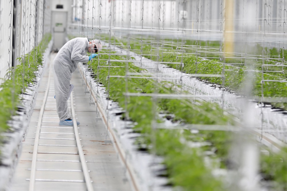 tilray cannabis greenhouse, portugal