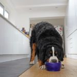bernese mountain dog eating