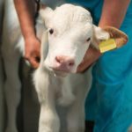 calf with veterinarian