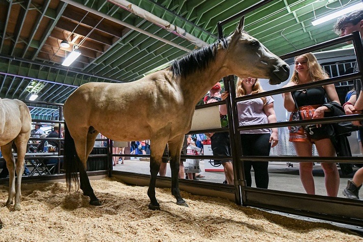 calgary stampede