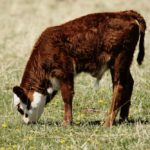calf on pasture