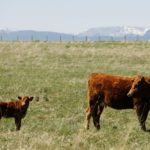 cow and calf on pasture