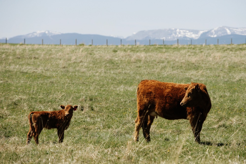cow and calf on pasture