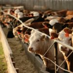 feedlot