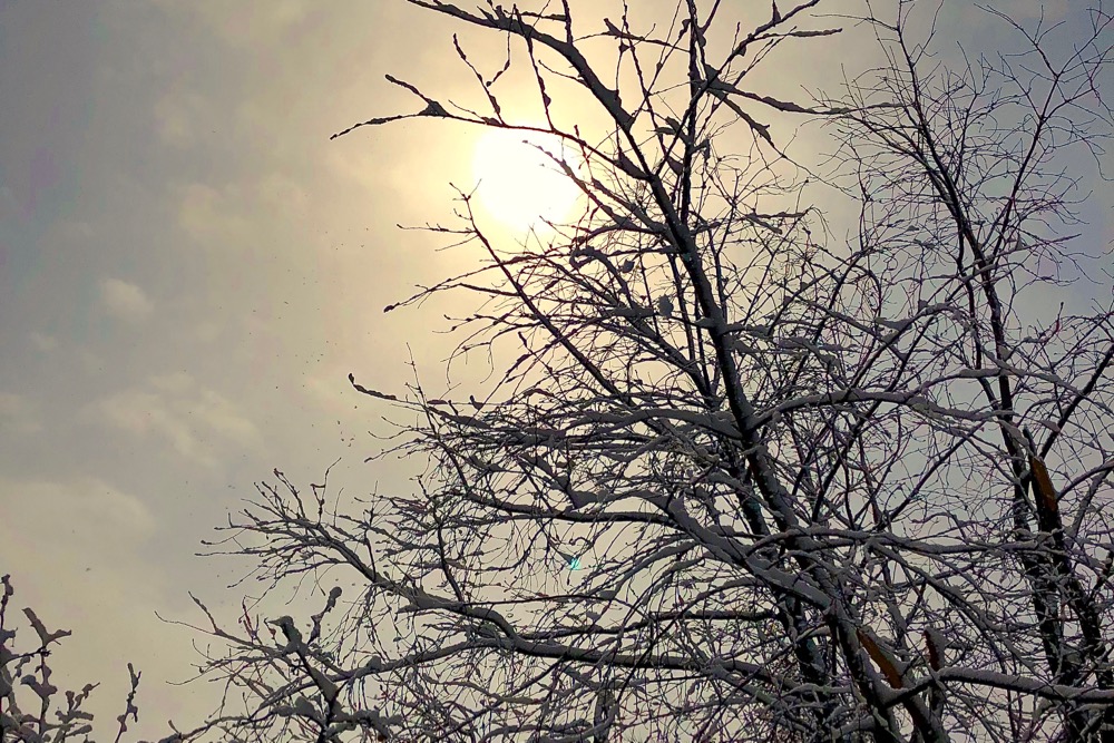 snow on tree