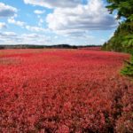 new brunswick blueberries