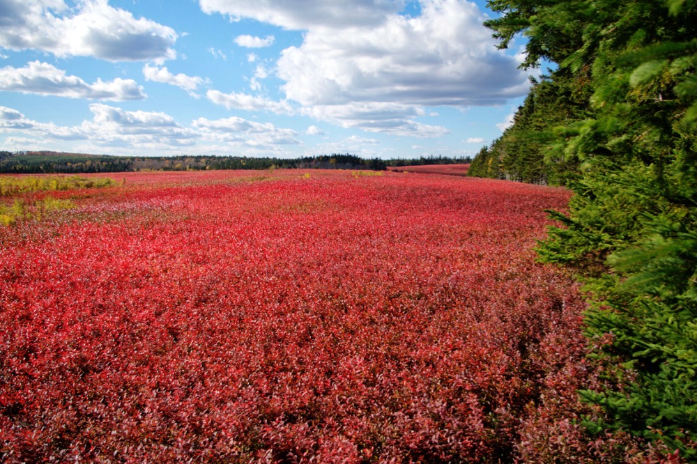 new brunswick blueberries
