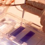 potato genetic testing