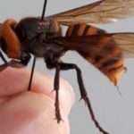 asian giant hornet