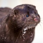 farmed mink