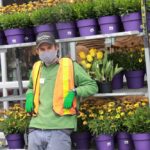 sheridan nurseries toronto