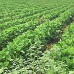 amaranth in soybeans