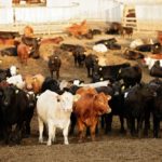 feeder cattle