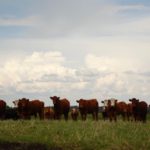 cattle on pasture
